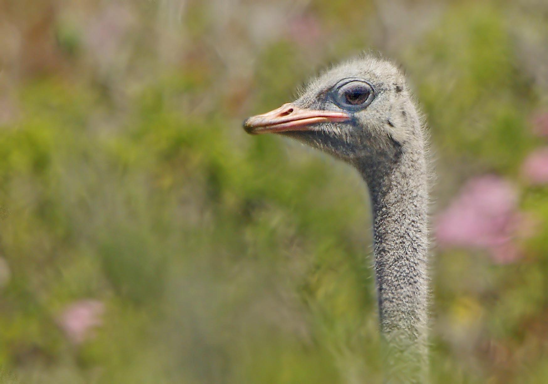 Ostrich (Struthio camelus) 