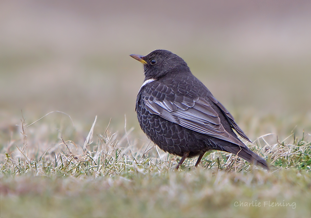 Ring Ouzel