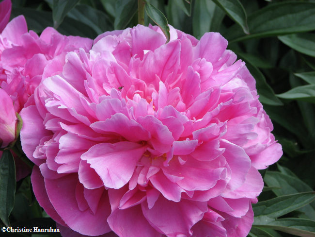 Peony