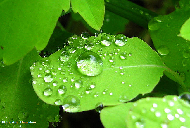 Impatiens leaf with raindrops