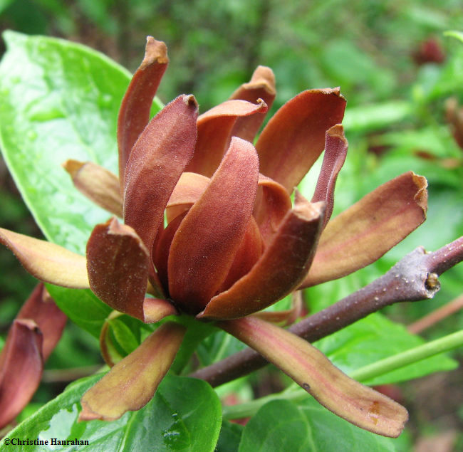 Carolina allspice