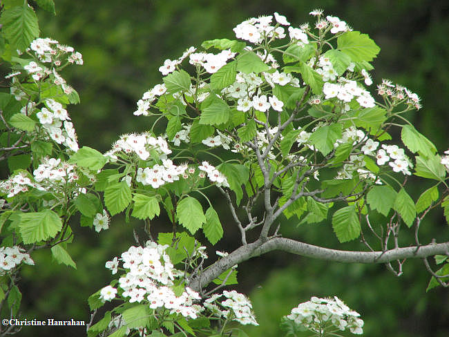 Hawthorn flowers