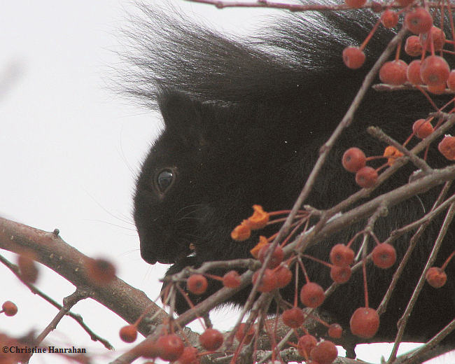 Feeding on crabapples