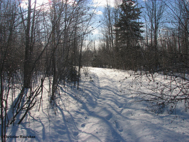 Fresh snow in the forest