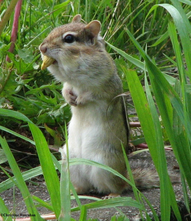 Chipmunk