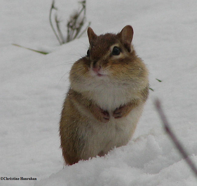chipmunk in the snow