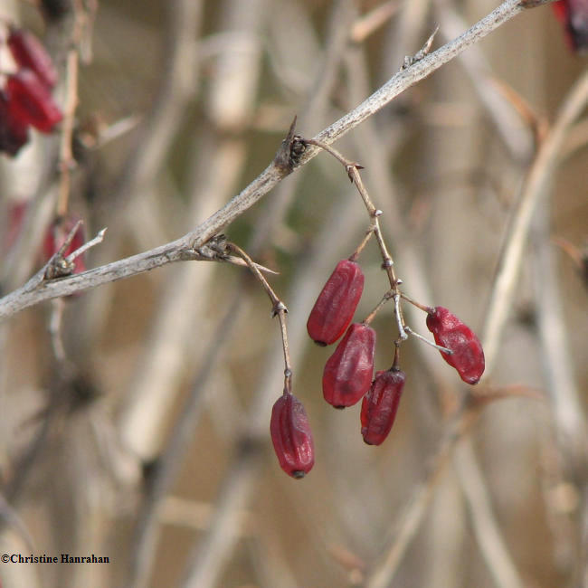 Barberry (Berberis)