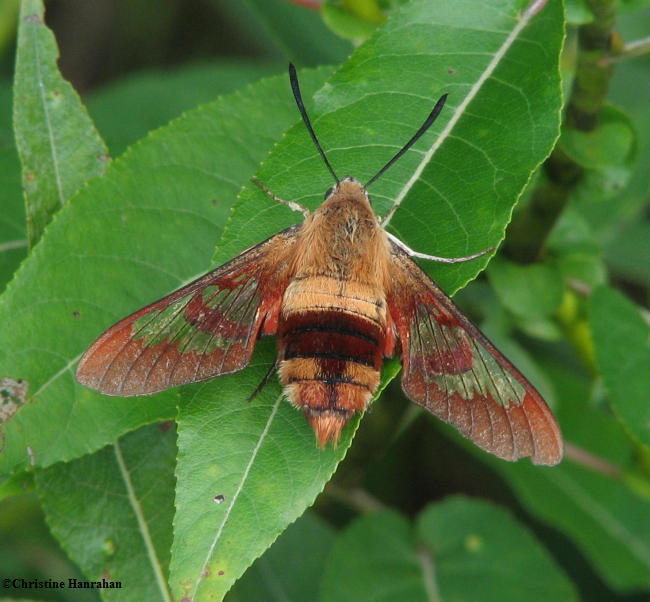 Hummingbird moth (Hemaris thysbe), #7853