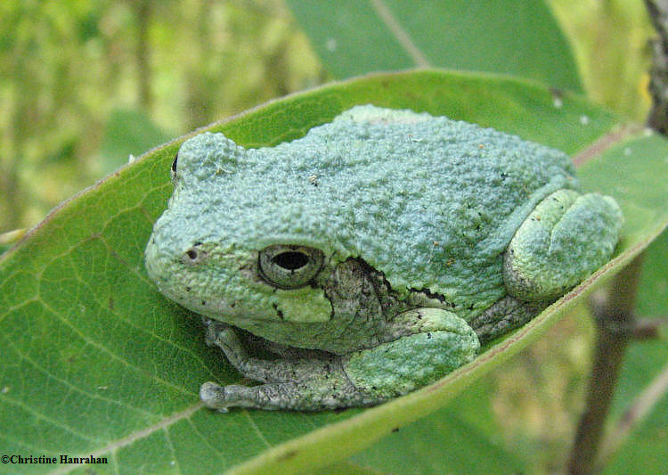 Grey treefrog (Hyla versicolor)
