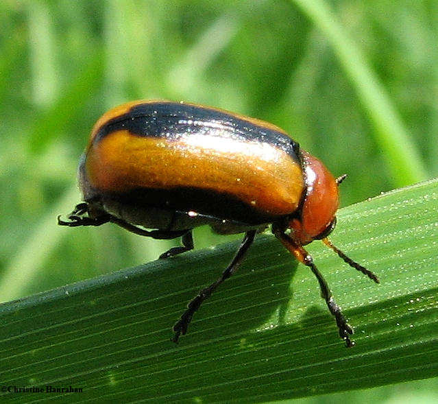 Clay-coloured leaf beetle  (Anomoea laticlavia)