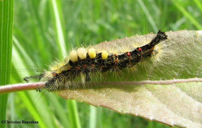 Rusty tussock  (Orgyia antiqua) caterpillar, #8308