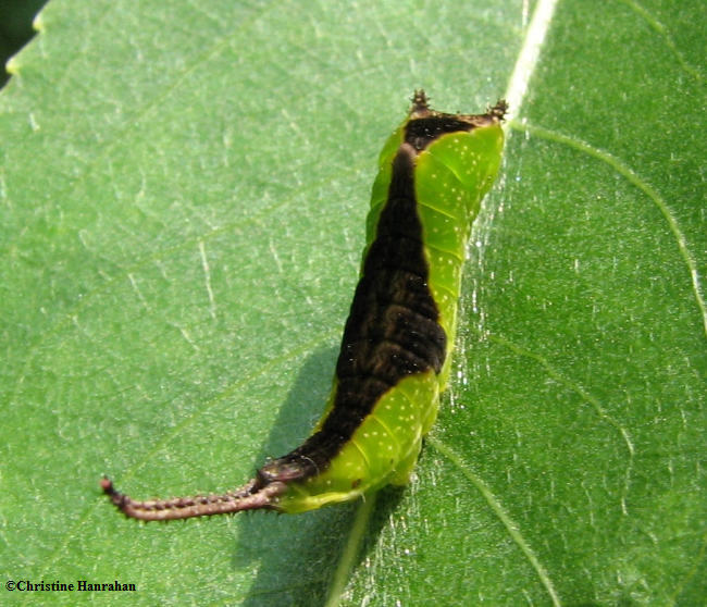 Black-etched prominent moth caterpillar  (Tecmessa scitiscripta), #7942