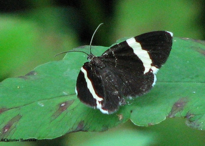 White-striped black (Trichodezia albovittata) #7430