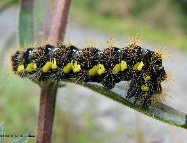 Smartweed caterpillar   (<em>Acronicta oblinita</em>), #9272