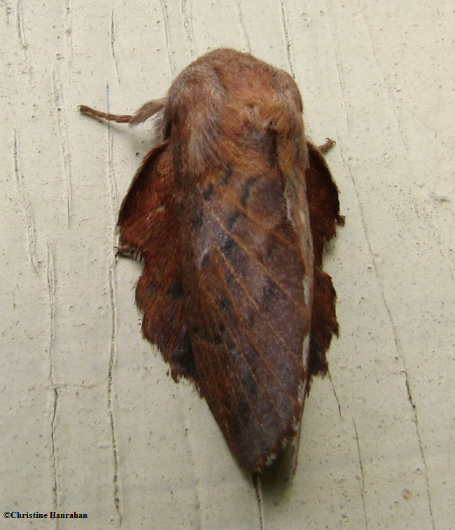 Lappet moth (<em>Phyllodesma americana</em>) #7687