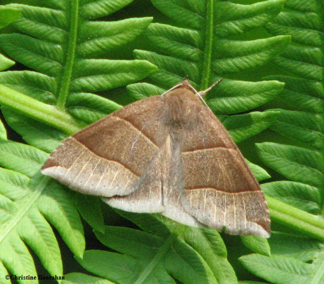 Maple looper moth (Parallelia bistriaris)  #8727