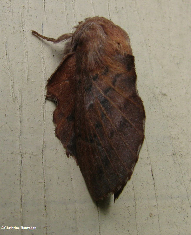 Lappet moth (Phyllodesma americana) #7687