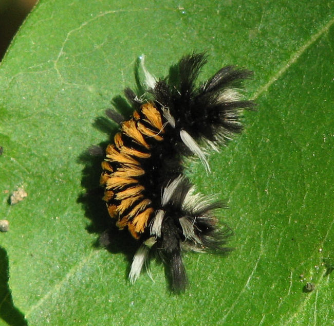 Milkweed tussock moth  (<em>Euchaetes egle</em>), #8238