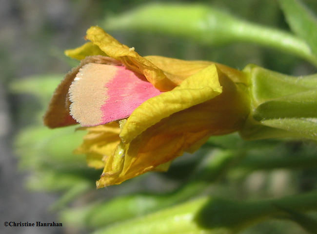 Primrose moth  (<em>Schinia florida</em>) #11164