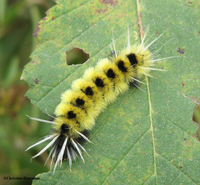 Spotted tussock moth caterpillar (Lophocampa maculata), #8214