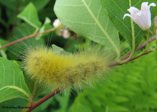 Virginian tiger moth caterpillar (Spilosoma virginica),#8137