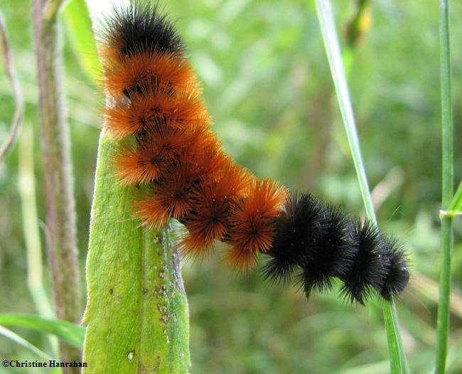 Woolly bear  (<em>Pyrrharctia isabella</em>), #8129