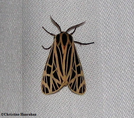 Virgin tiger moth  (Apantesis virgo)  #8197