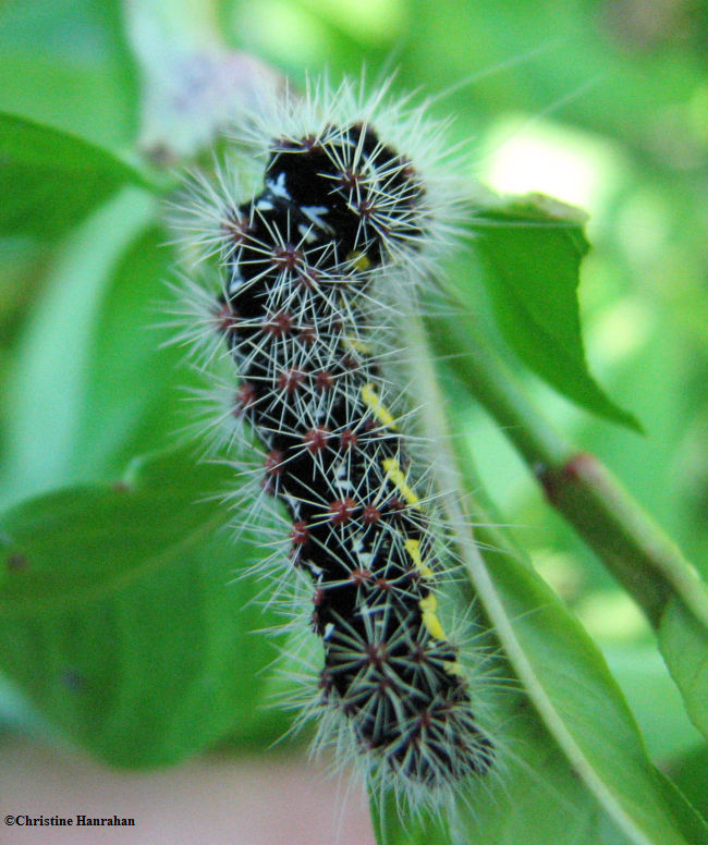 Smartweed caterpillar (Acronicta oblinita), #9272