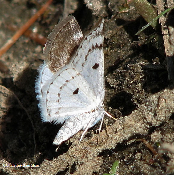 Bluish spring moth  (Lomographa semiclarata) #6666