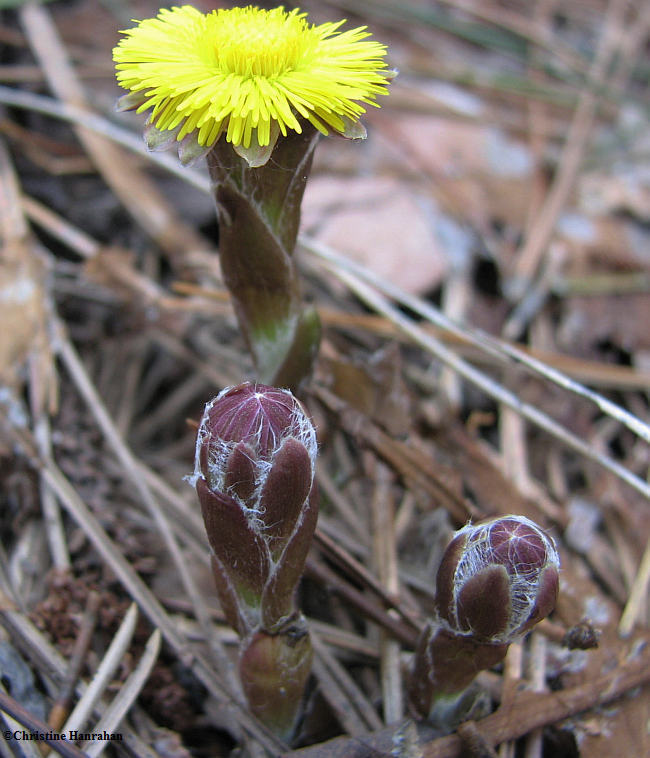 Coltsfoot (Tussilago farfara)