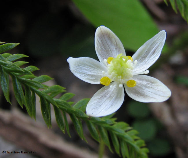 Goldthread (Coptis trifolia)