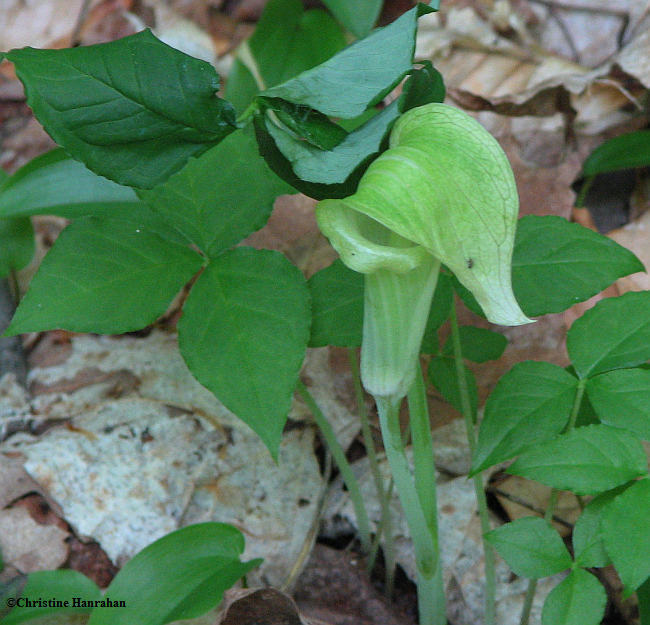 Jack-in-the-pulpit  (Arisaema triphyllyum) pale form