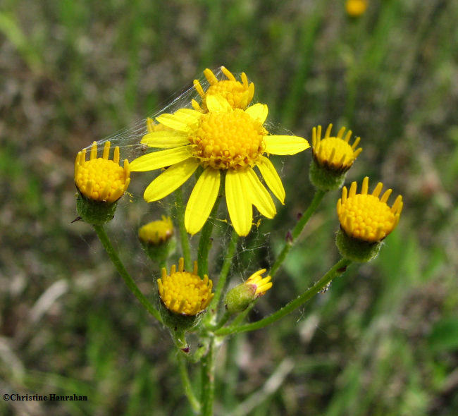 Balsam ragwort (Senecio pauperculus)