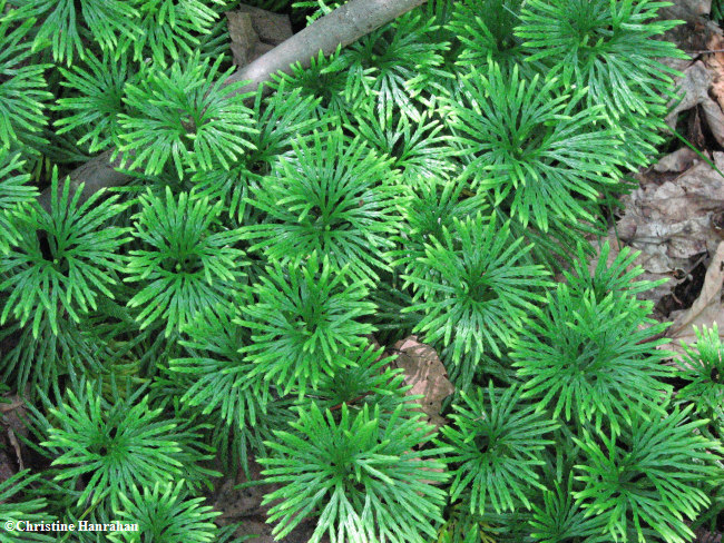 Clubmoss, Ground cedar ( Lycopodium digitatum)