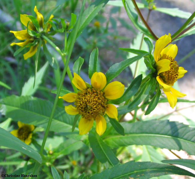 Nodding bur marigold  (Bidens cernua)