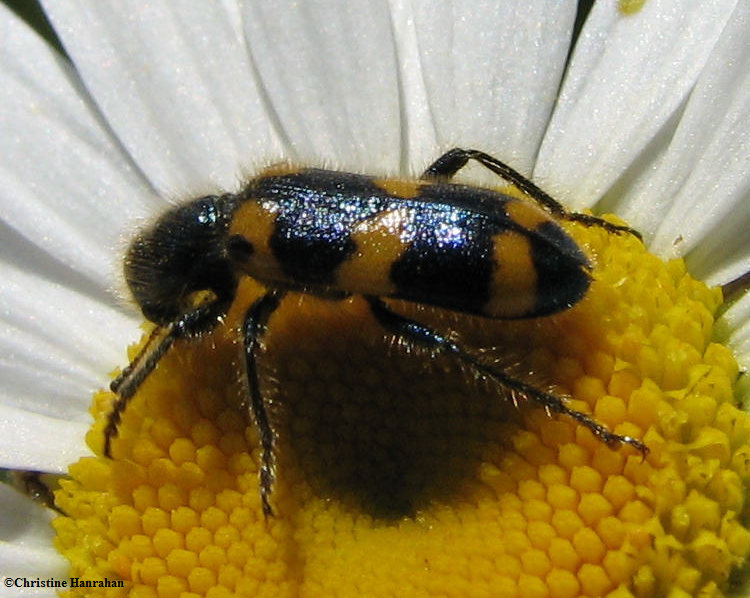 Checkered beetle (Trichodes nutallii)