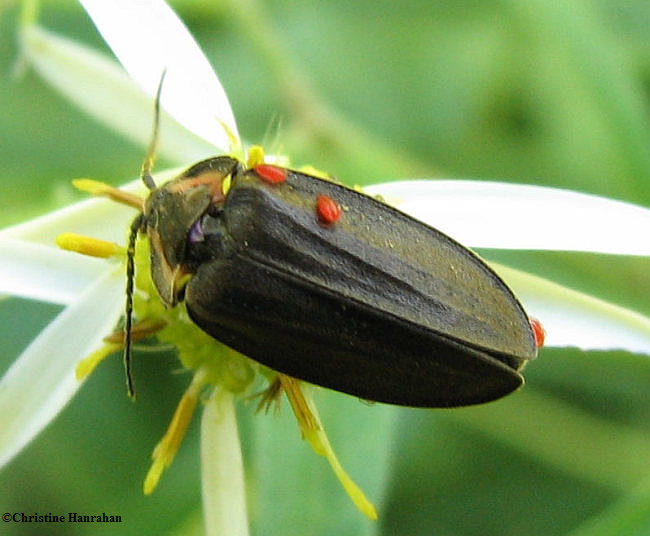 Firefly (Lampyrid) with mites