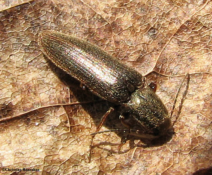Click beetle (Sylvanelater cylindriformis)