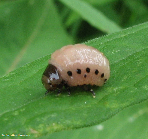 Milkweed  leaf beetle  (<em>Labidomera clivicollis</em>) larva