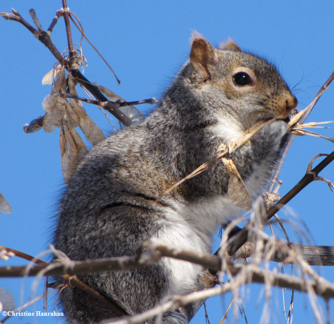 Grey squirrel