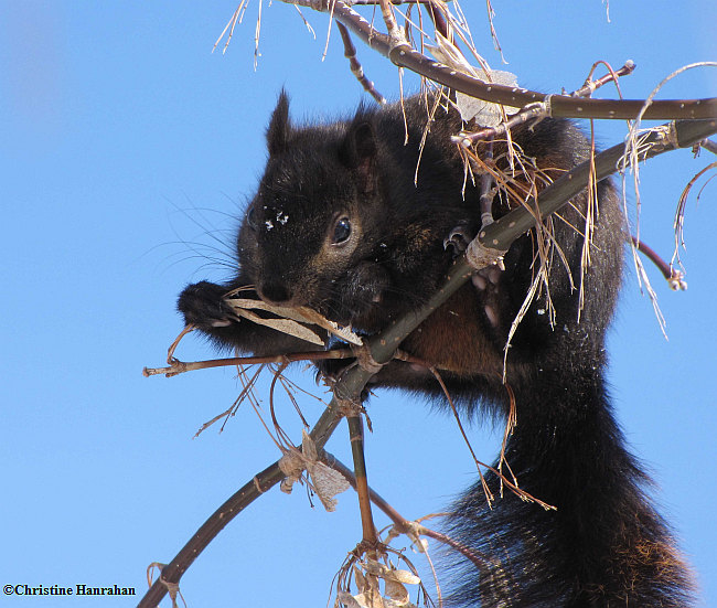 Grey squirrel eating Manitoba maple seed