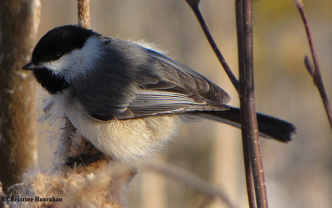 Black-capped chickadee gathering cattail fluff