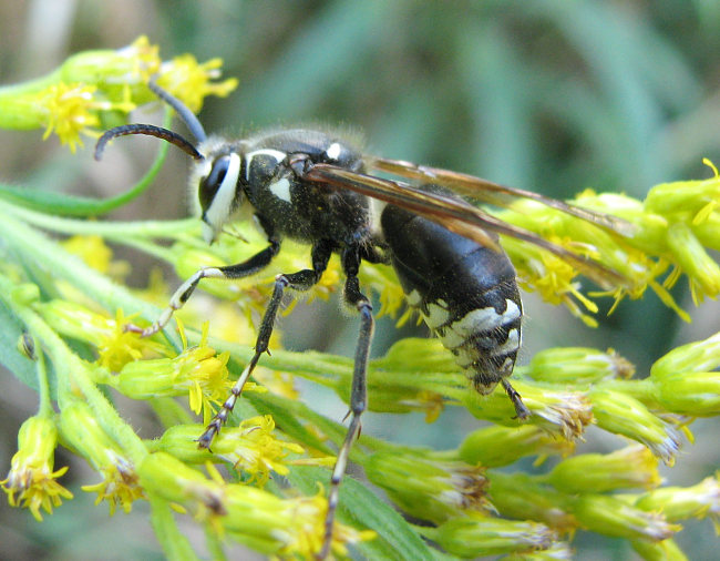 Yellowjackets, Hornets, Paper Wasps, Potter Wasps and Mason Wasps of Larose Forest (Family: Vespidae)