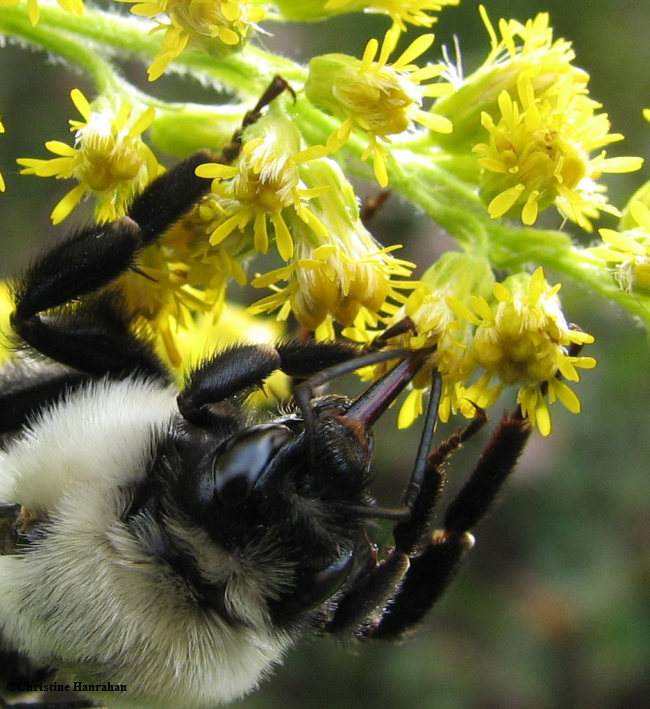 Bumblebee (Bombus sp.)