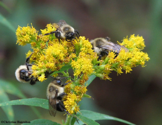 Bumblebees (Bombus sp.)