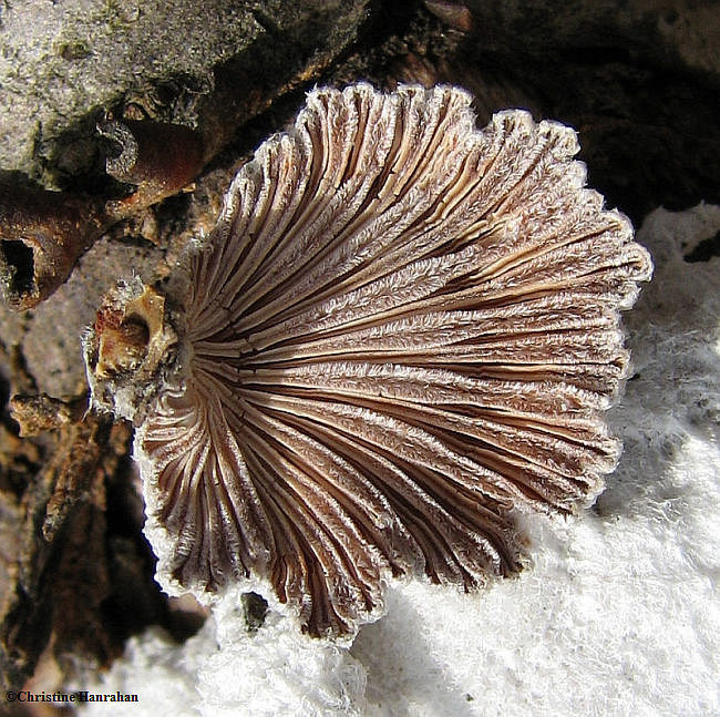 Split-gill mushroom Schizophyllum commune, underside