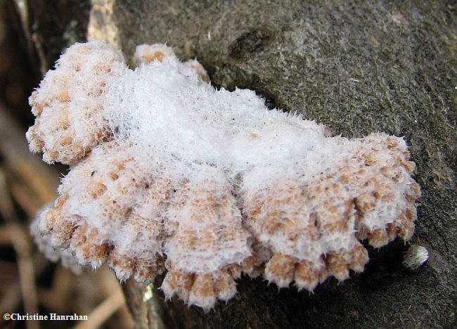 Split-gill mushroom Schizophyllum commune, top side