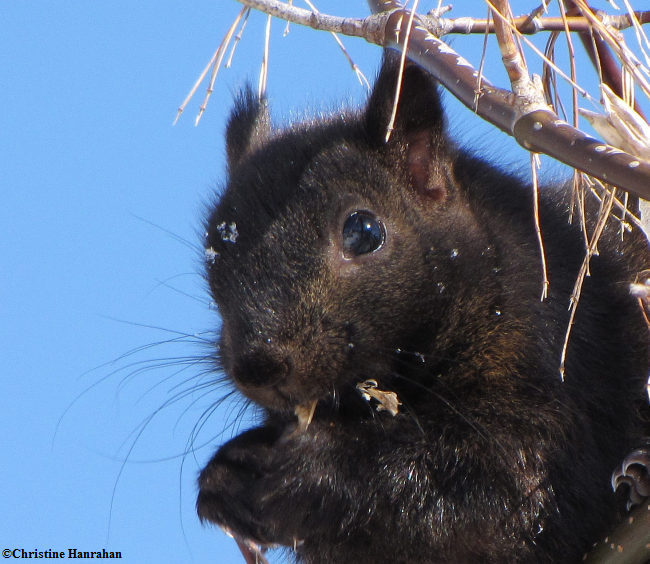 Grey squirrel with Manitoba maple seeds