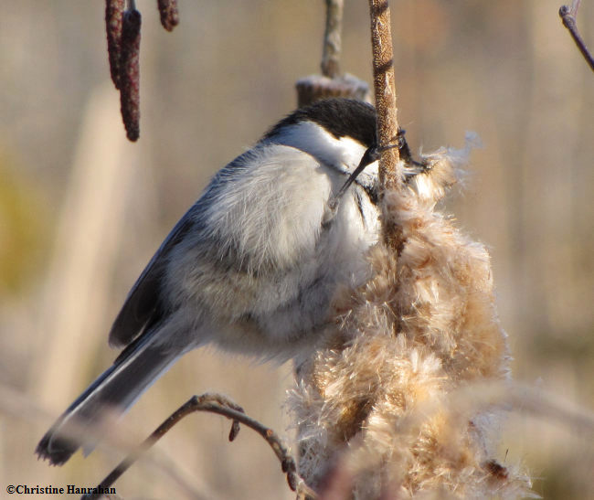 Black-capped chickadee gathering cattail fluff