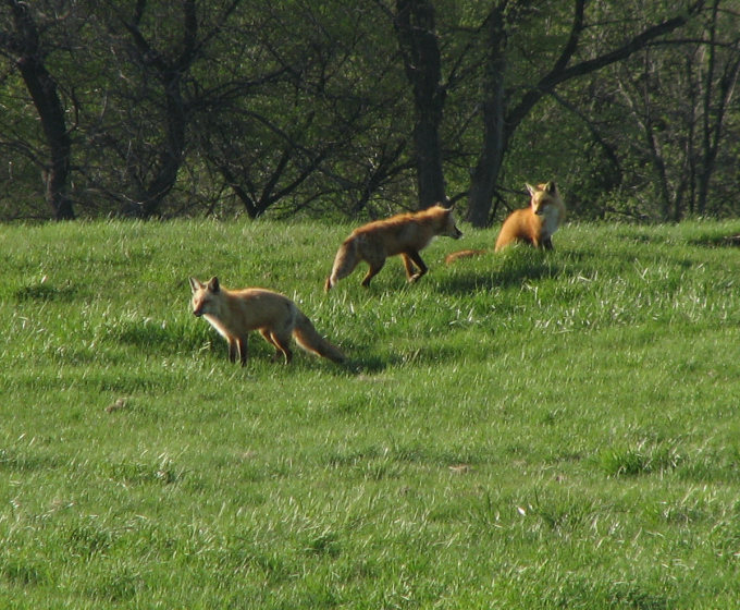 Red fox family  (Vulpes vulpes)